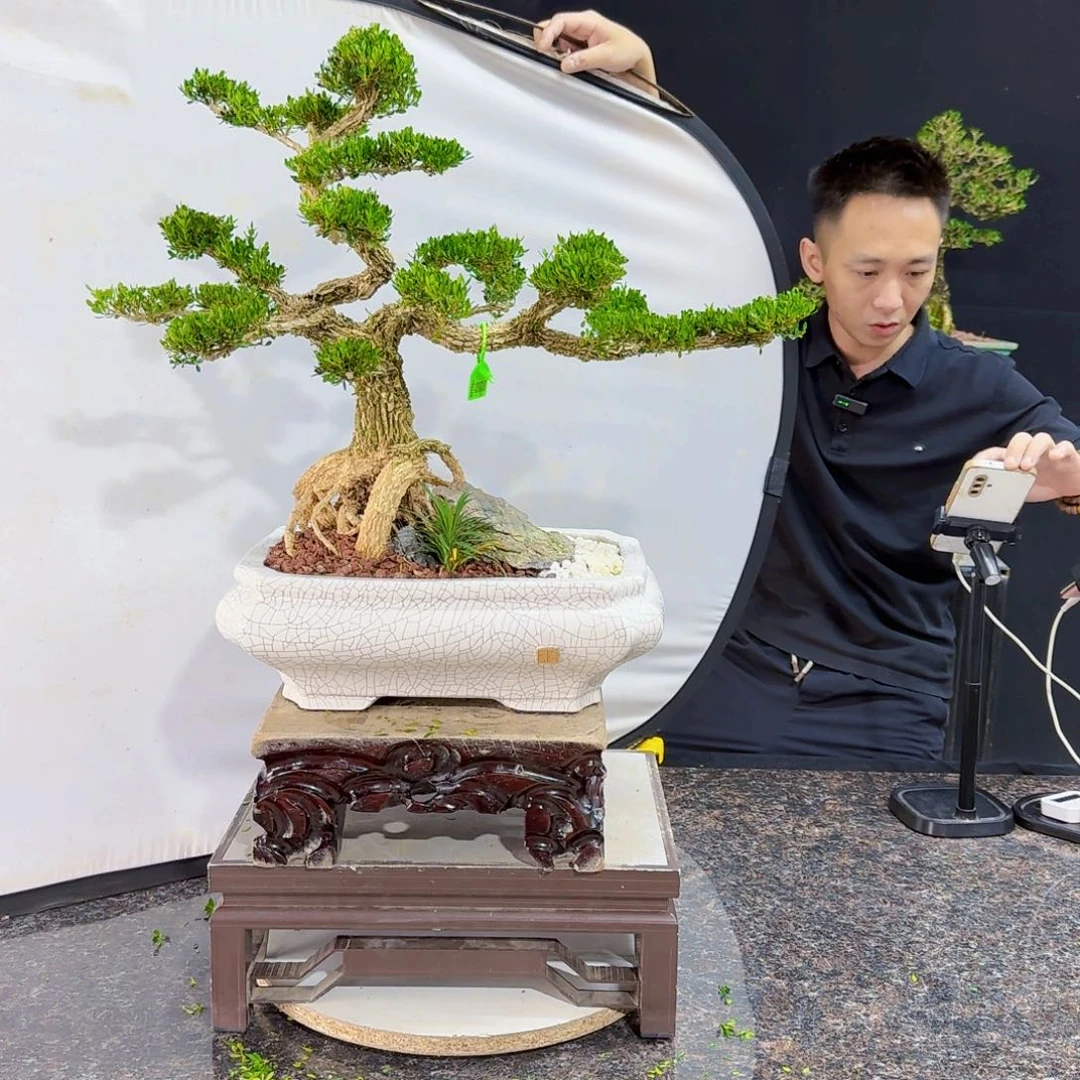 当前无花朵，栽培后可花朵
