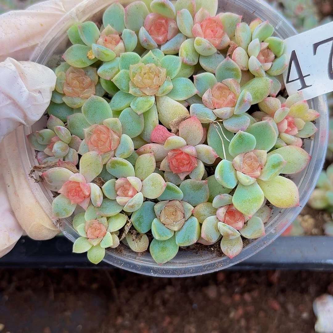 多肉植物多肉植物470