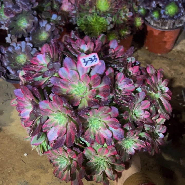 安娜多肉小微瑕多肉植物3-33