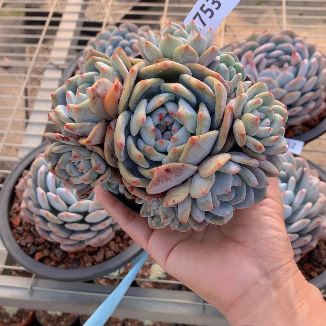 3753多头一个大美女帅哥