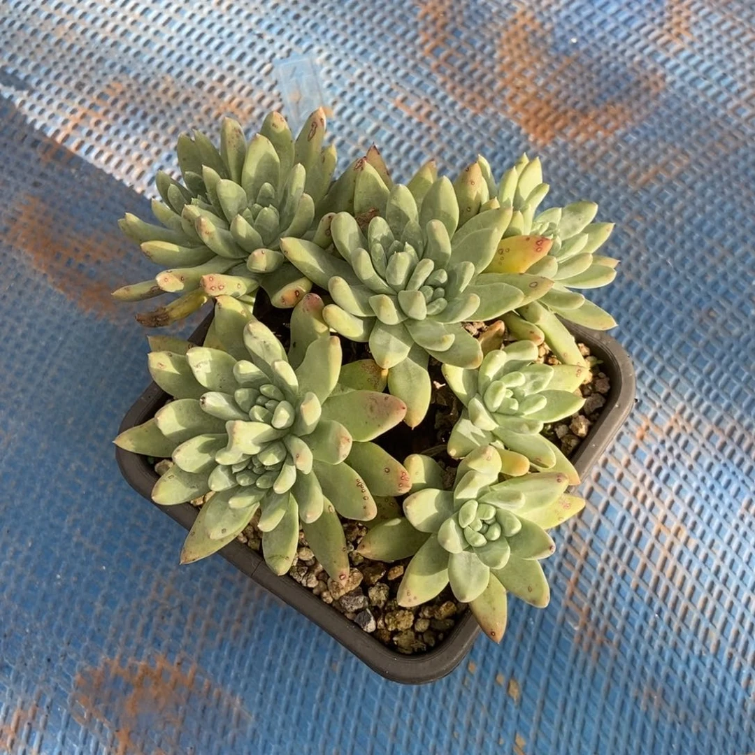 玫瑰叶多肉植物啦啦啦