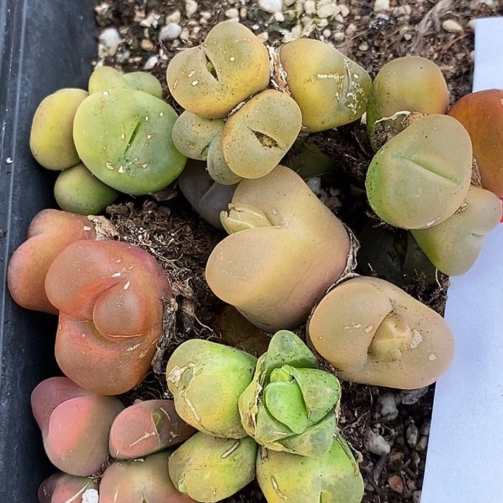 27119母本有伤一组。