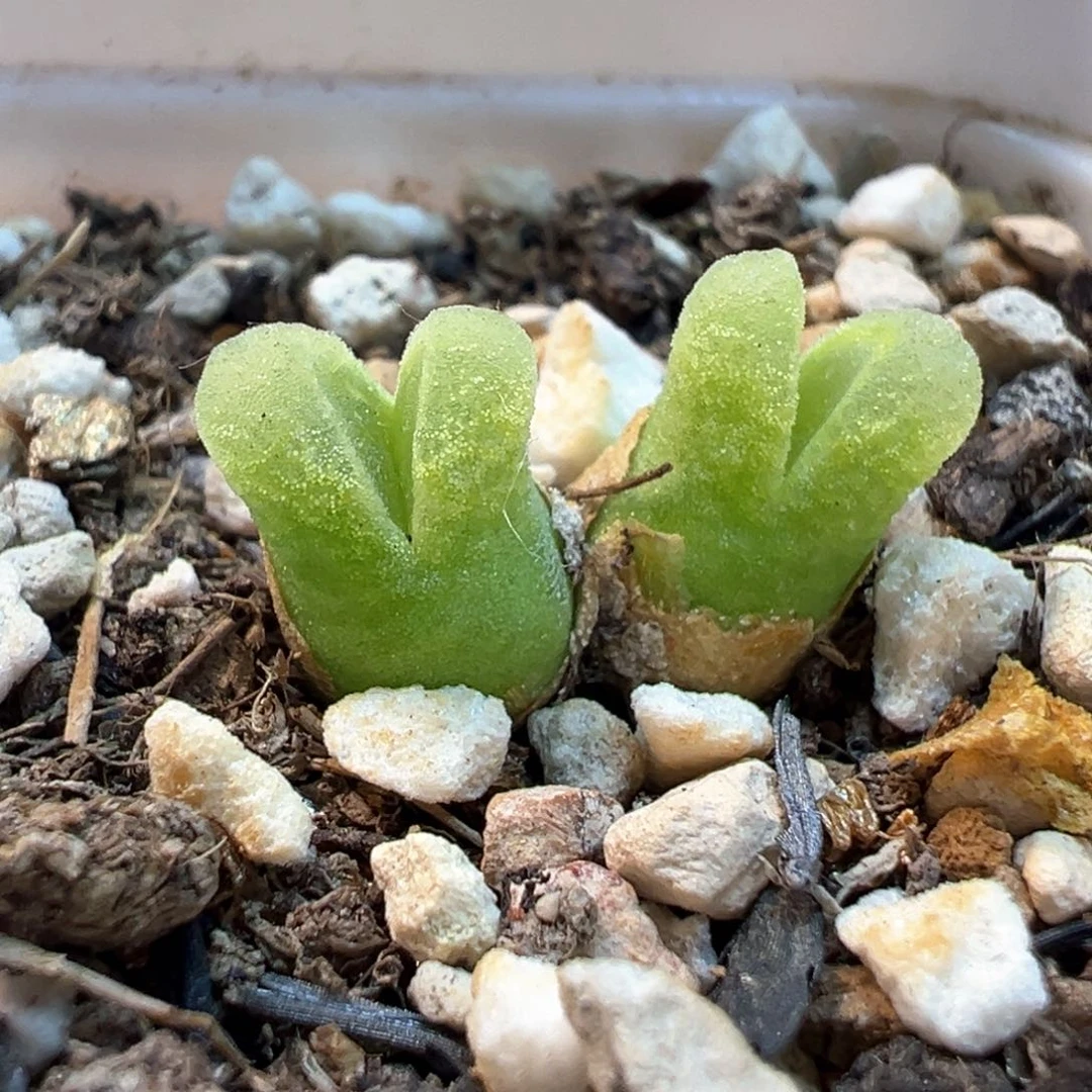 025多肉植物种类多样