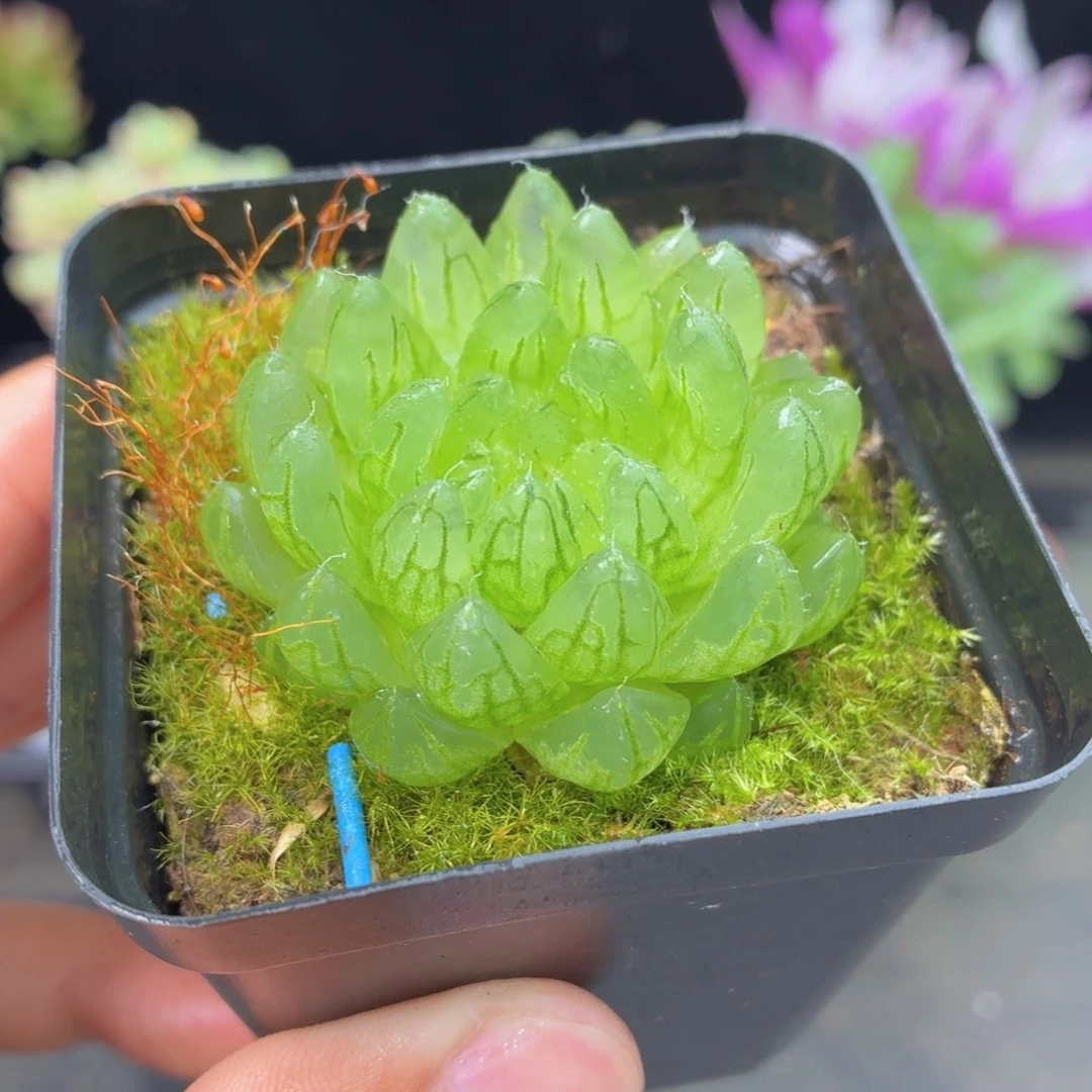 蝉翼玉露多肉9.9包邮发货