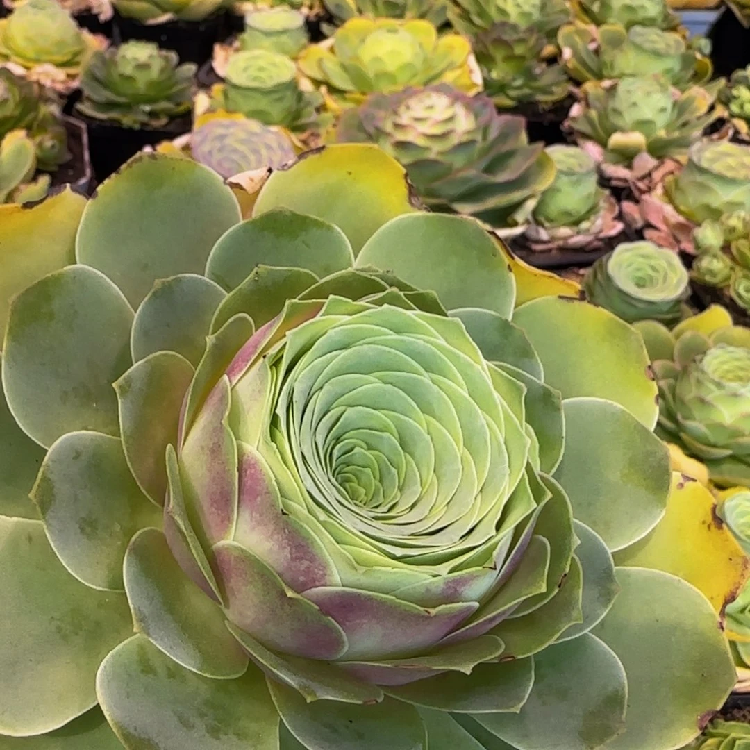 丹枫玫瑰113134353435533