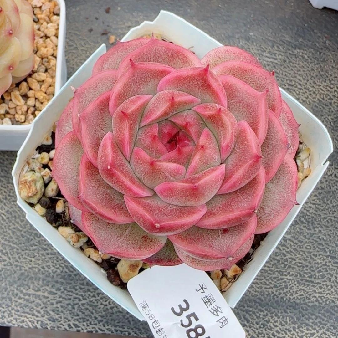 红珊瑚，3585多肉