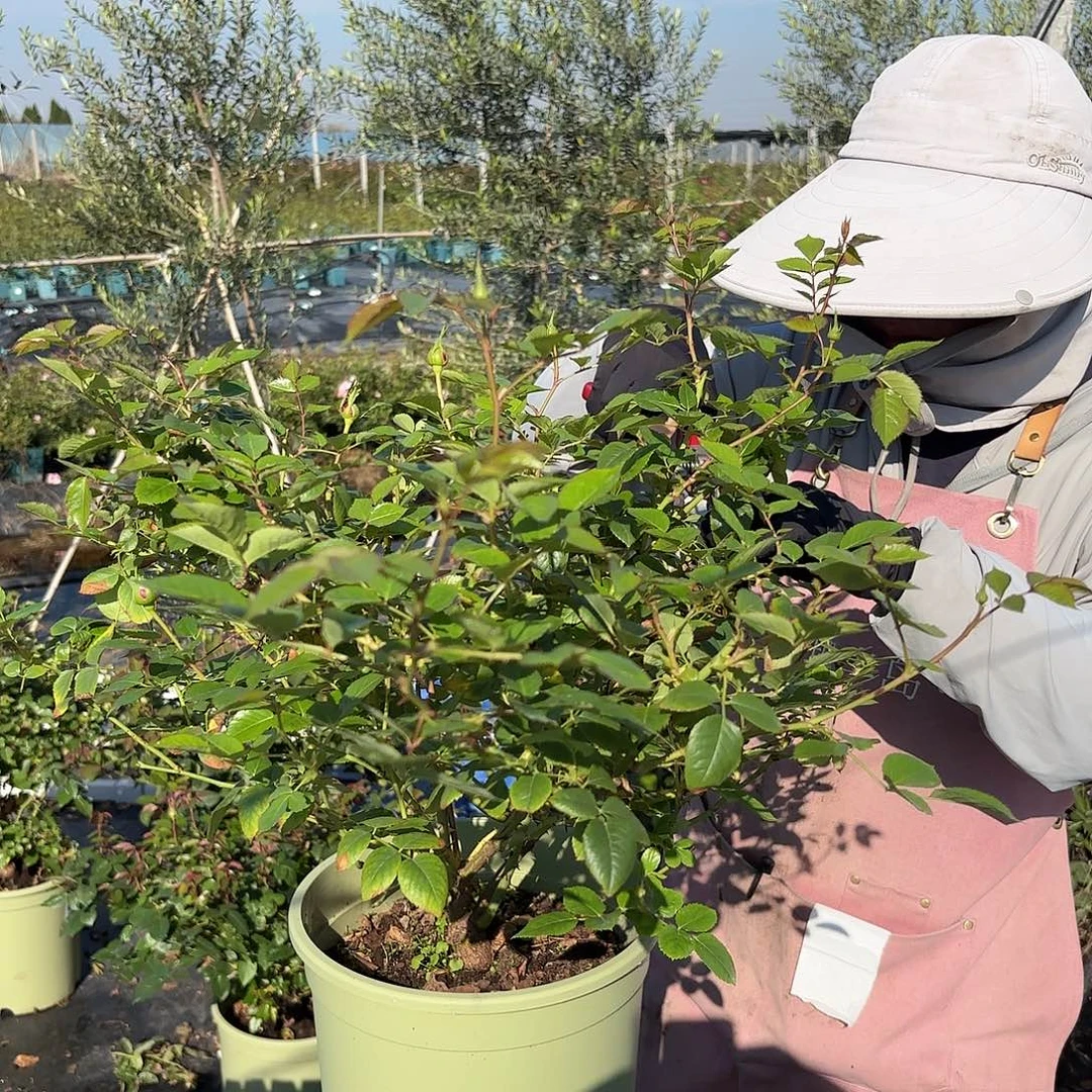 初见3加仑根接苗子