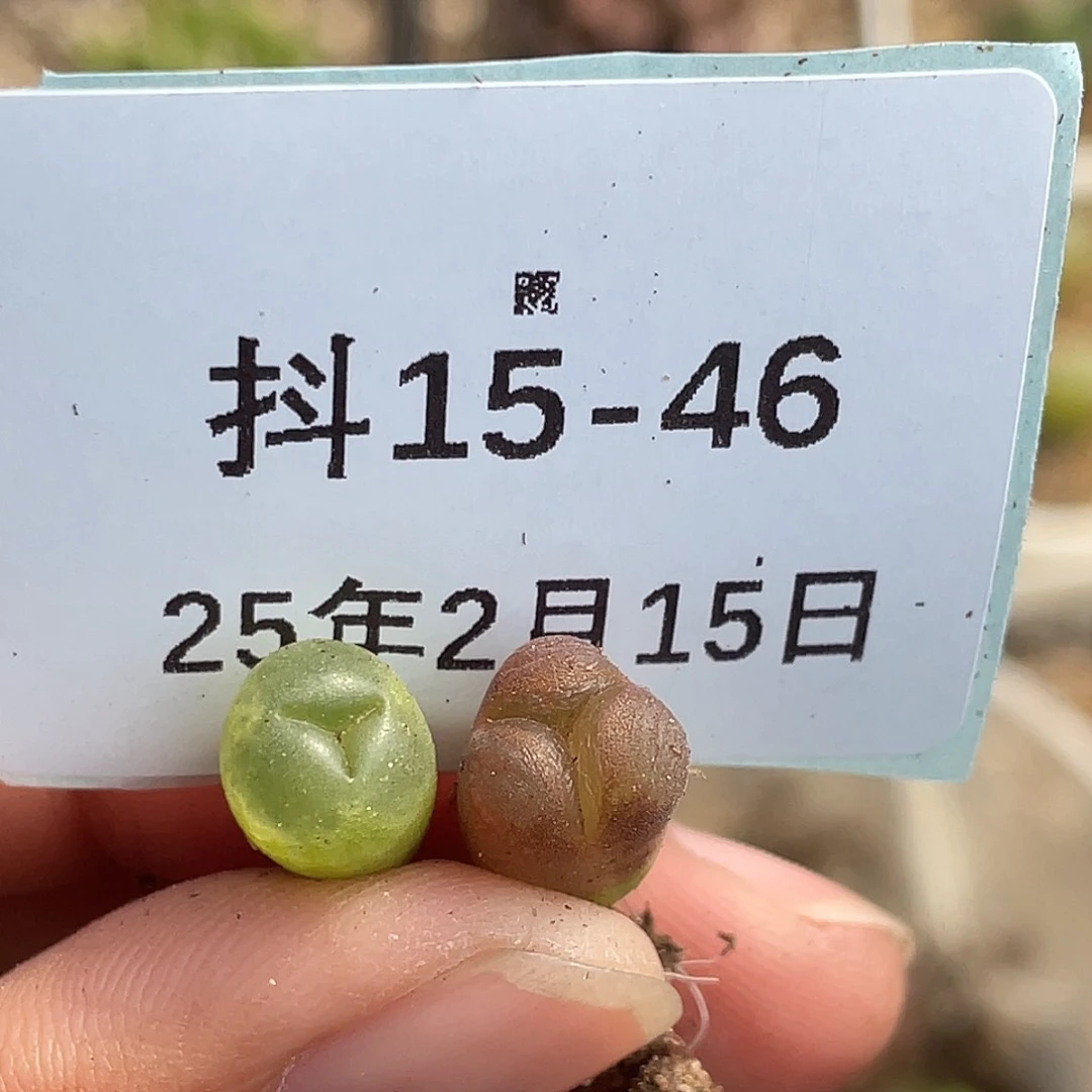 15-46风铃奔多肉植物