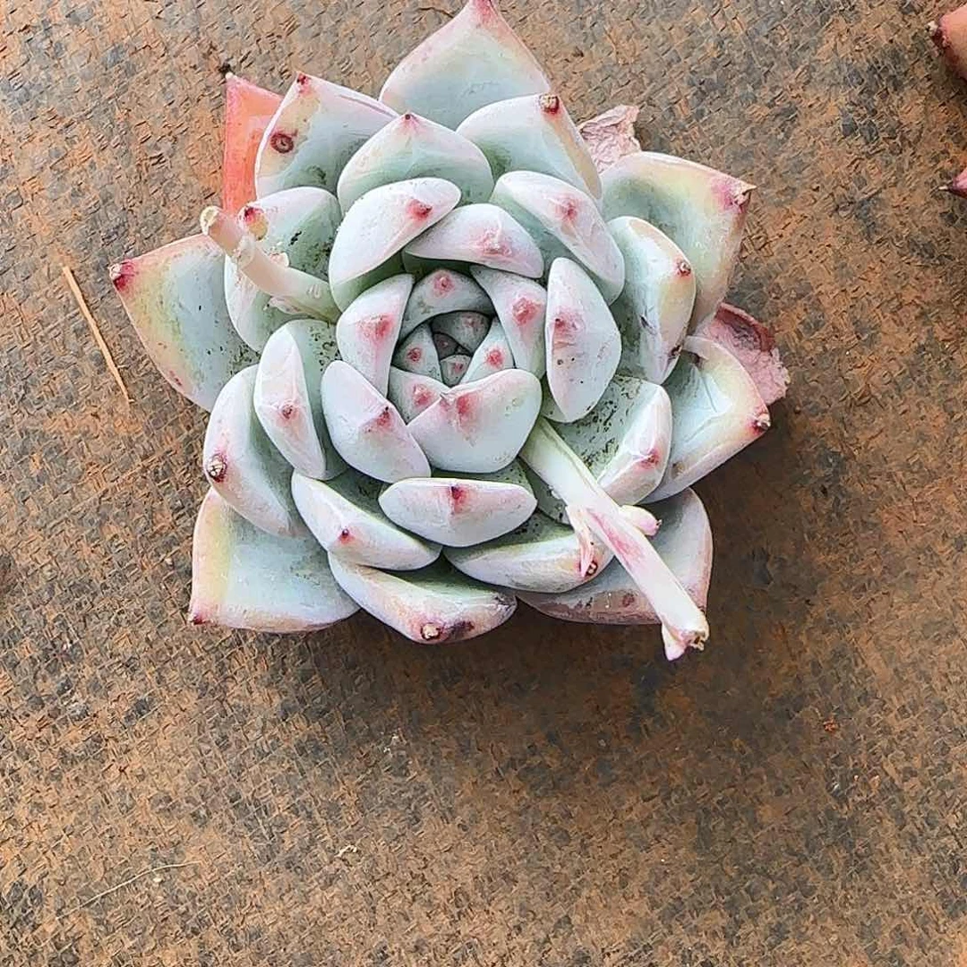 东云一物一拍两颗包邮