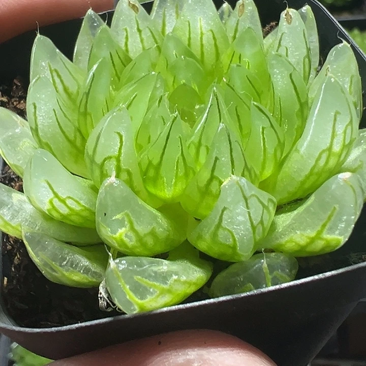 婵翼玉露精品多肉植物