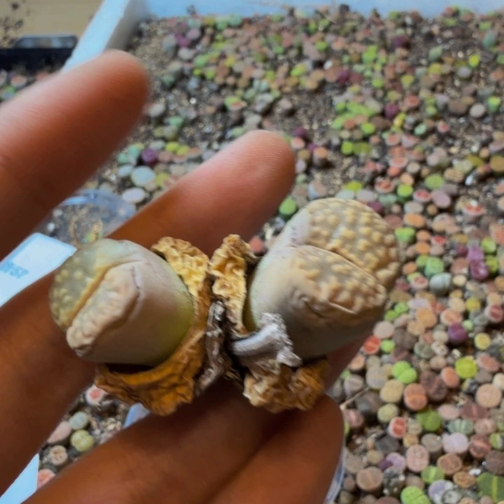 多肉葡萄的季节来60