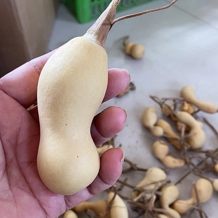 c H zi z ha va vs ha a