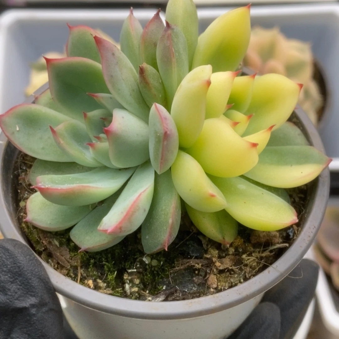 671花月夜锦锦锦锦锦锦