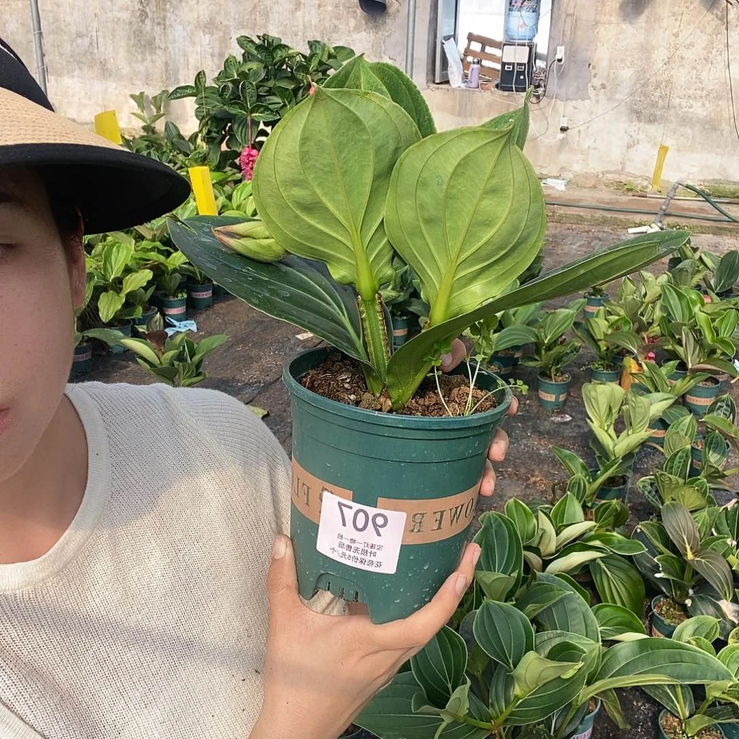 木本植物行***间木本花卉907