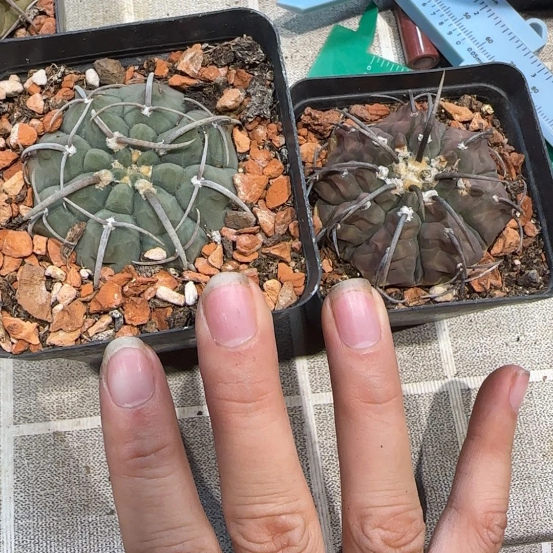胡***宇0604实生裸萼2颗多肉