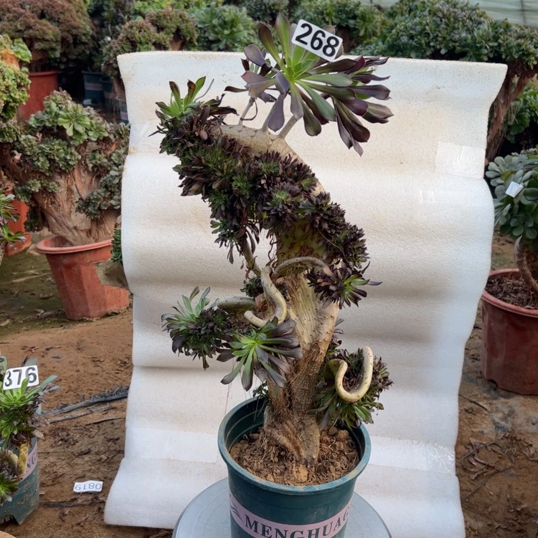 光***哥有伤黑缀268高度40厘米