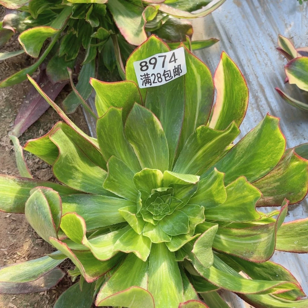 N. 8974魅影七彩多肉