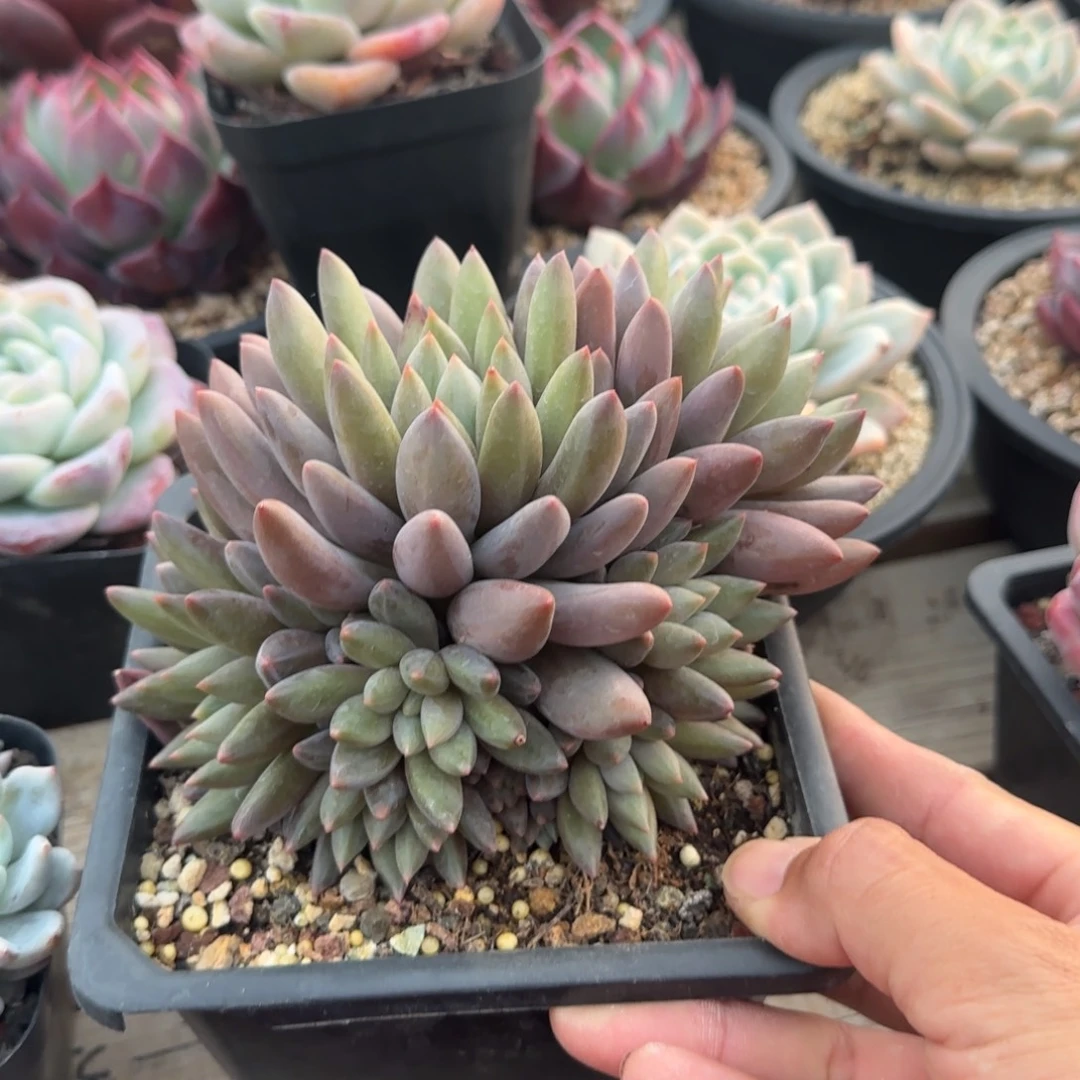 虞姬美人五十包邮老桩