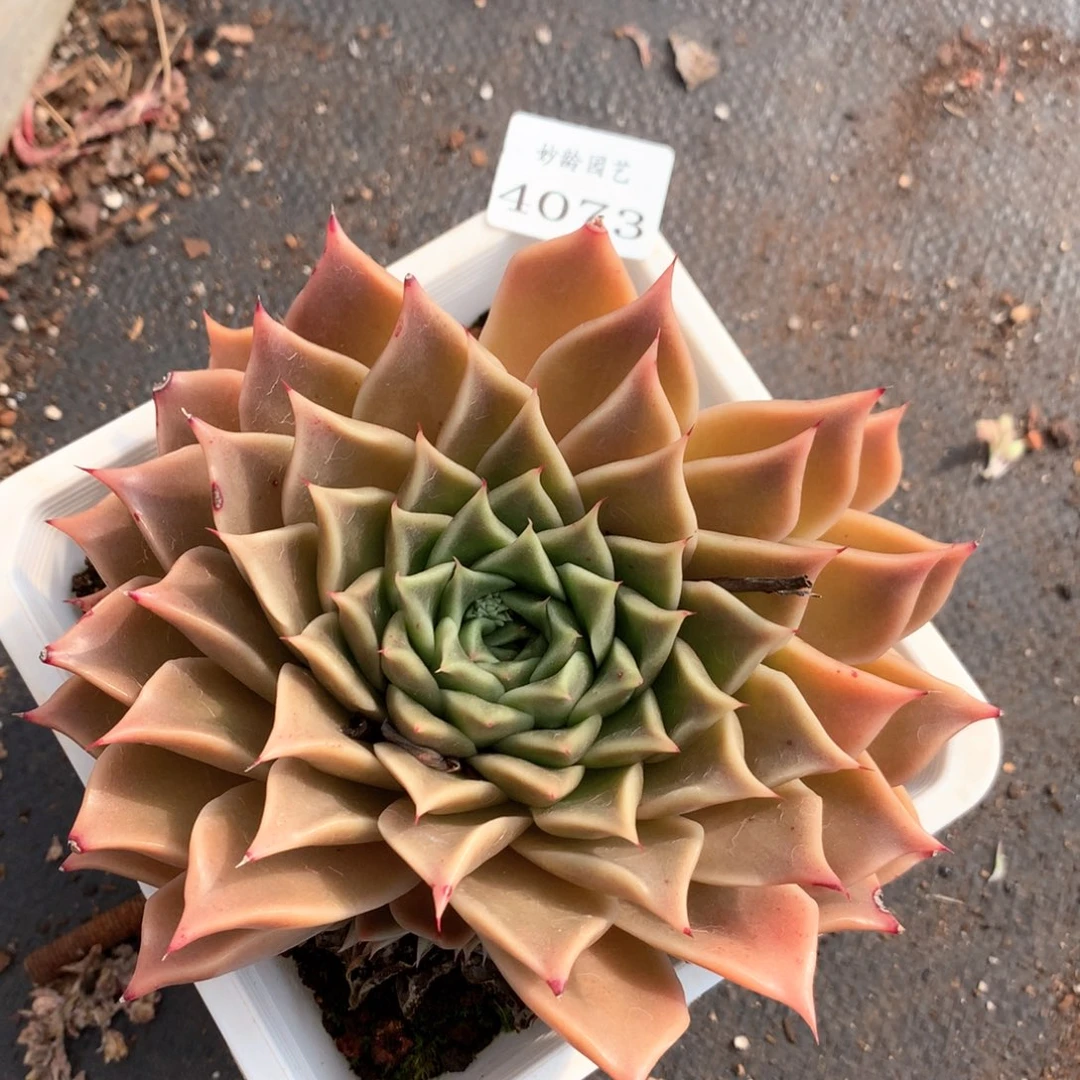 4073杂交多肉植物基地