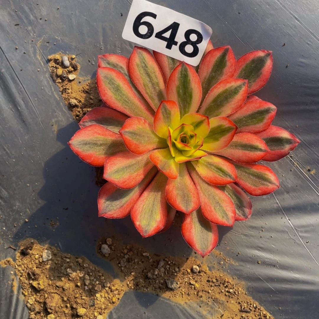 648美金变异多肉植物