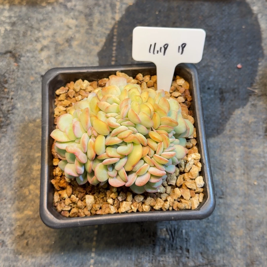 一物一拍泡芙缀化19