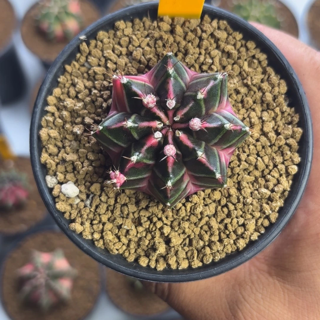 330-1216泰国发货多肉