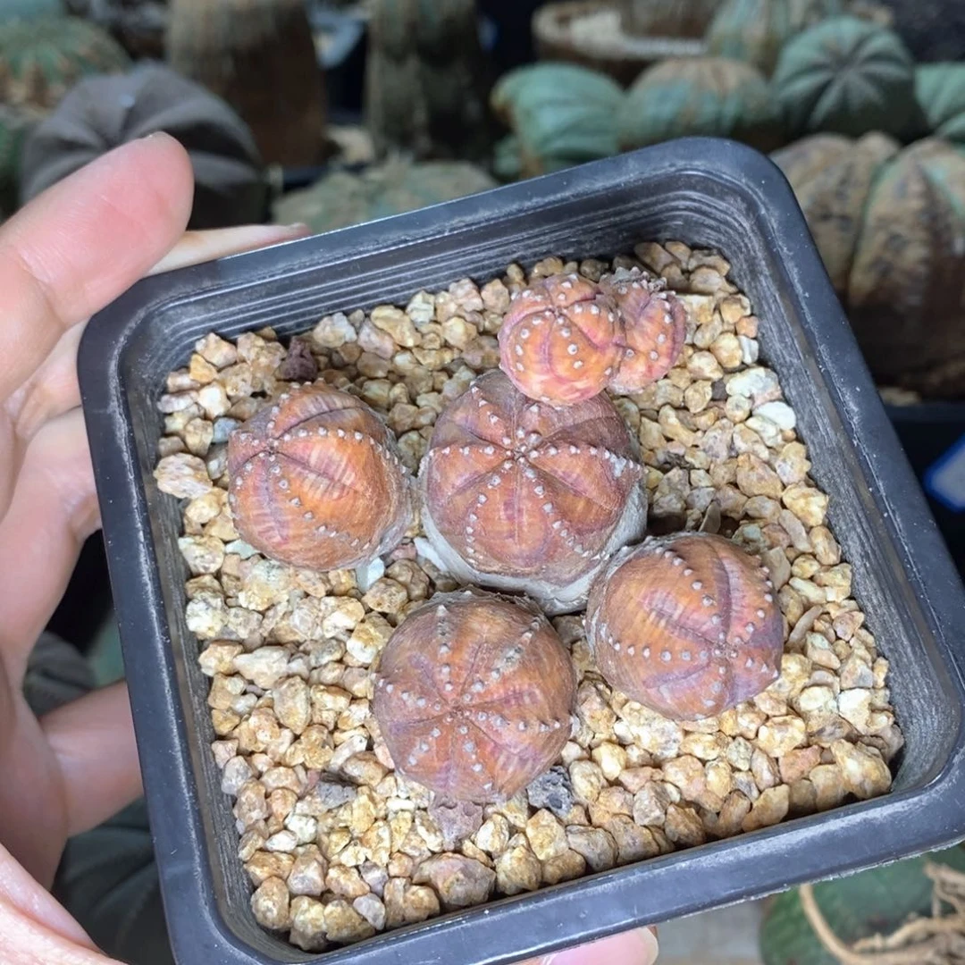 御***哥艳肌群生布纹球多肉植物