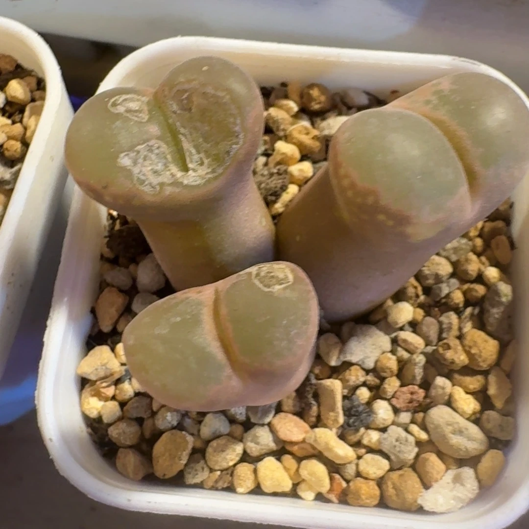 坏**鑫实际发pub多肉....