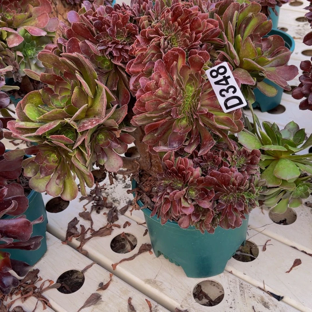 荷兰法师7/////33包邮