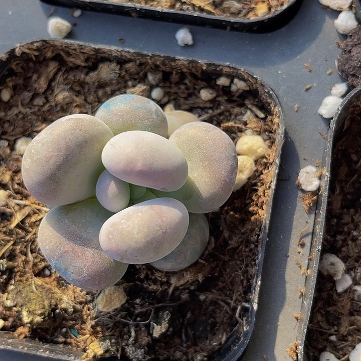 鸡蛋奶单头量拍满18包邮