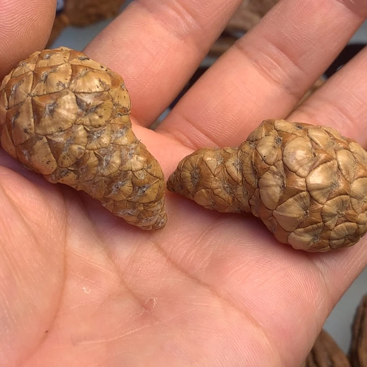 猴头核桃把件拿姐，15