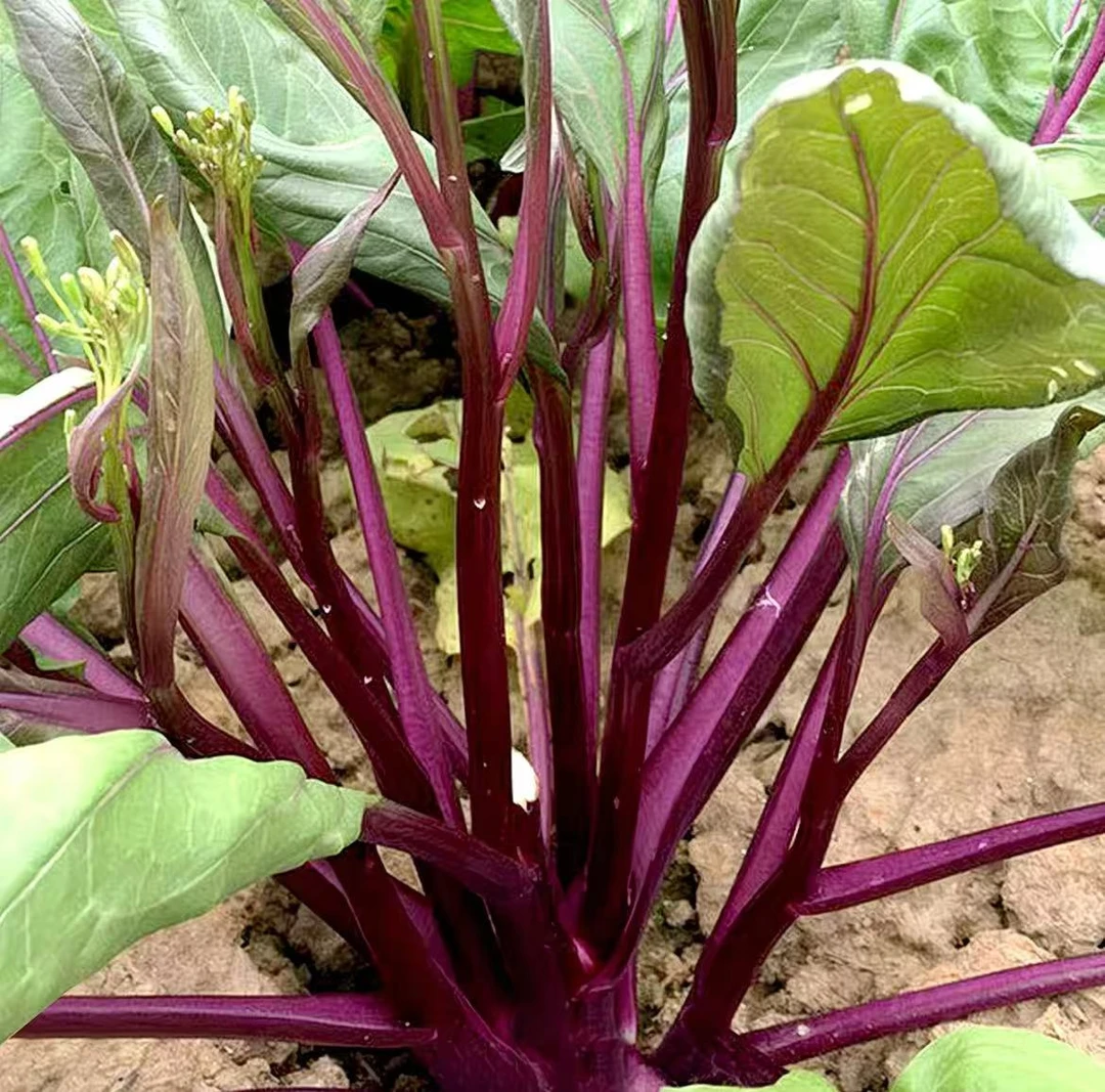 红菜苔秧苗带土发货适合家庭庭院阳台种植早熟高产