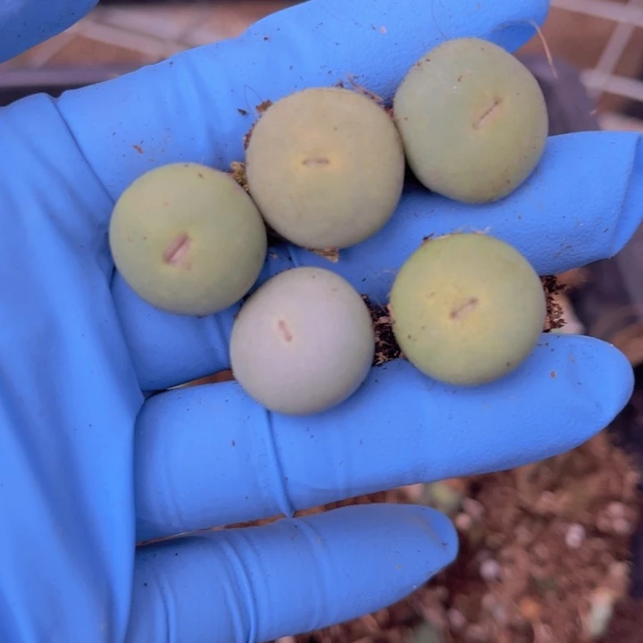 五颗小红嘴8888888888