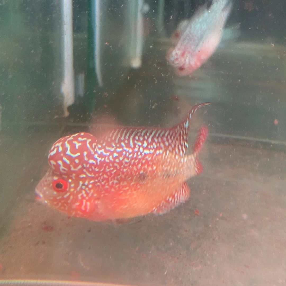 罗汉鱼111111288888