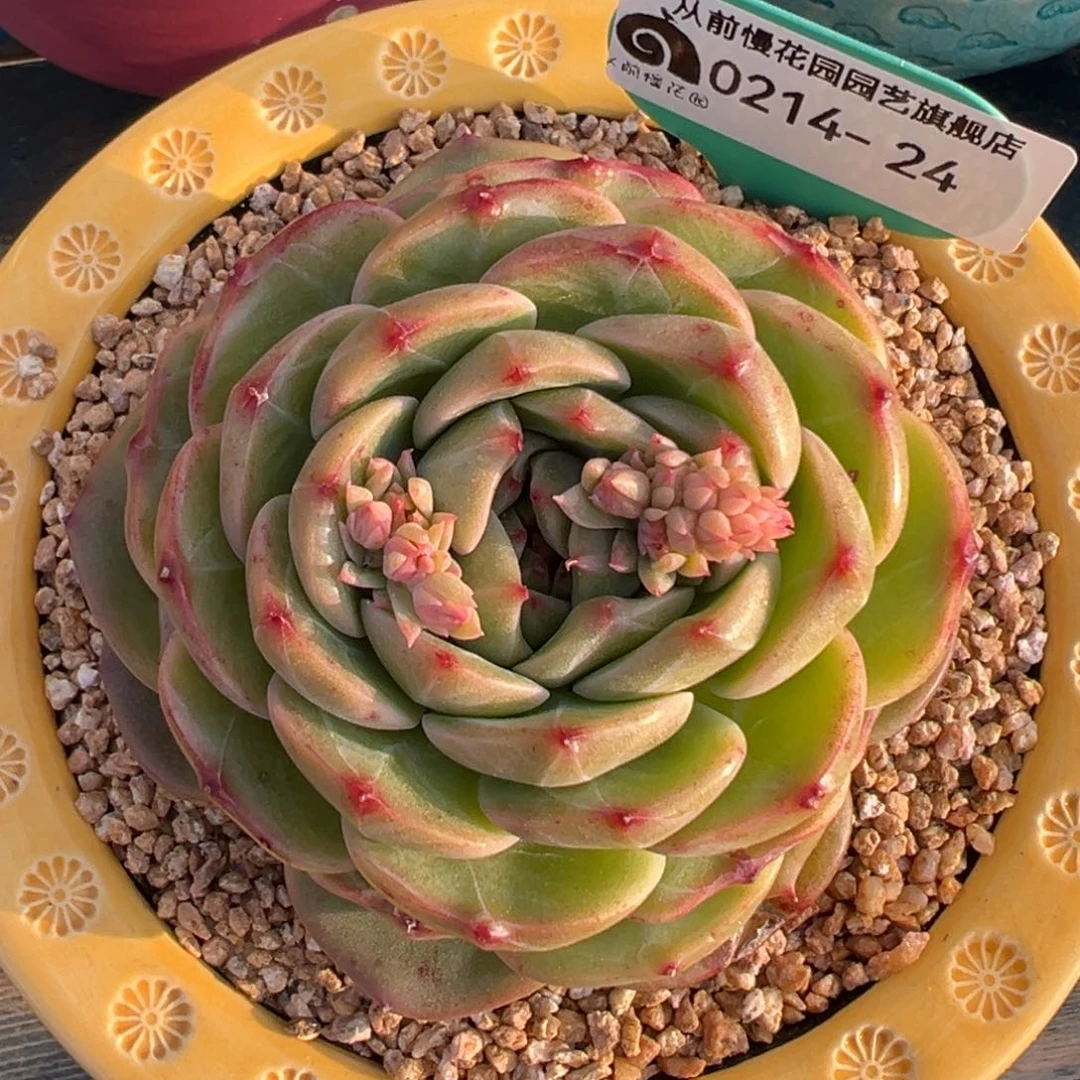 从前慢多肉精选编号0214.24