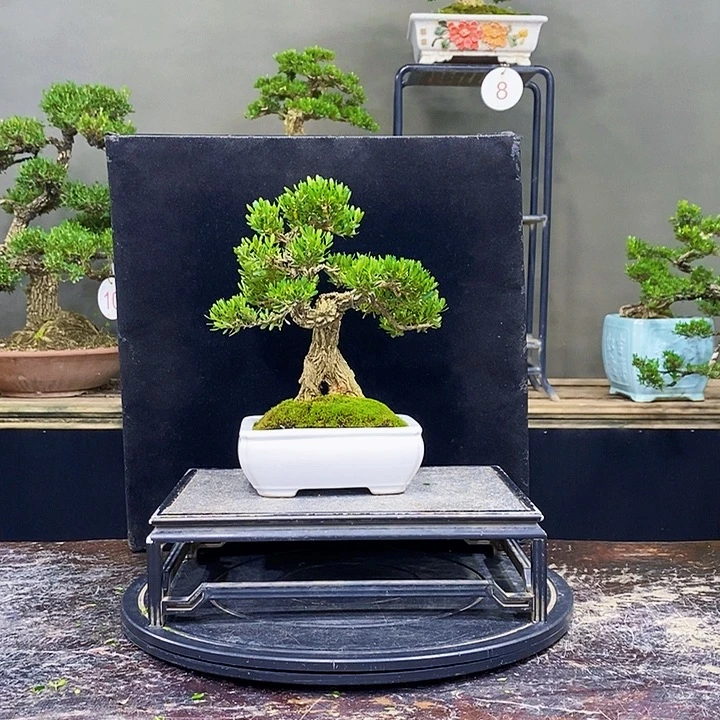 无花朵M黄杨盆景四季常青