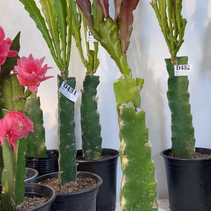 当前无花栽培后可以开花449