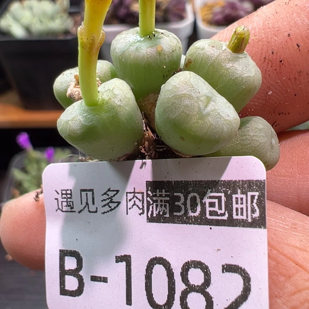 多肉植物1111111111111