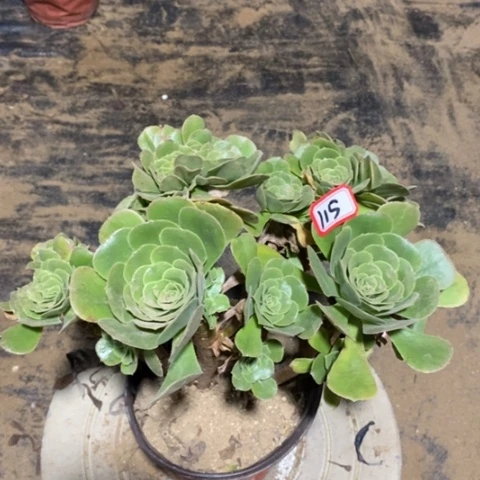 绿杨蓉缀一物一拍