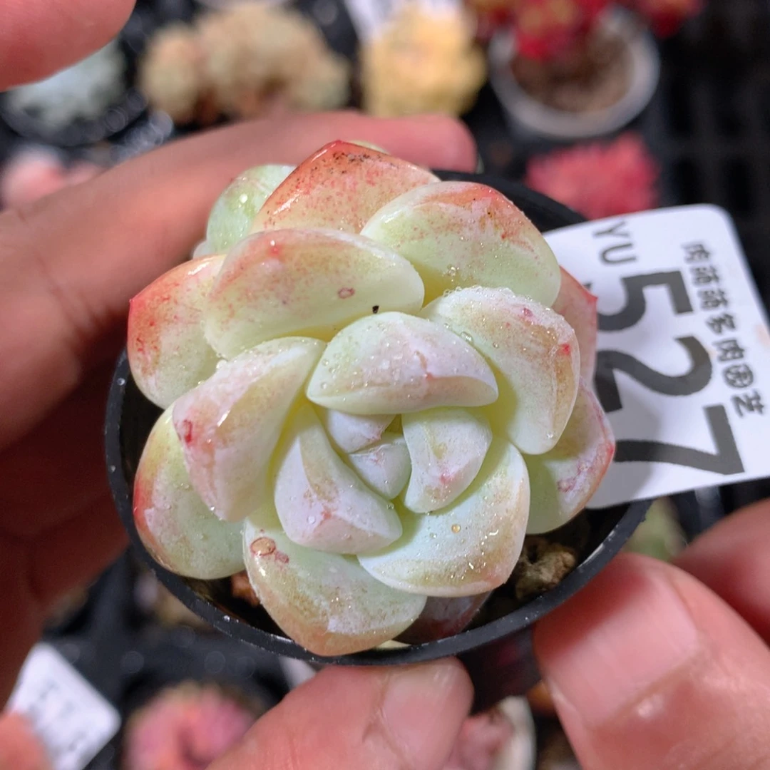 5CM拇指盆精控多肉YU527