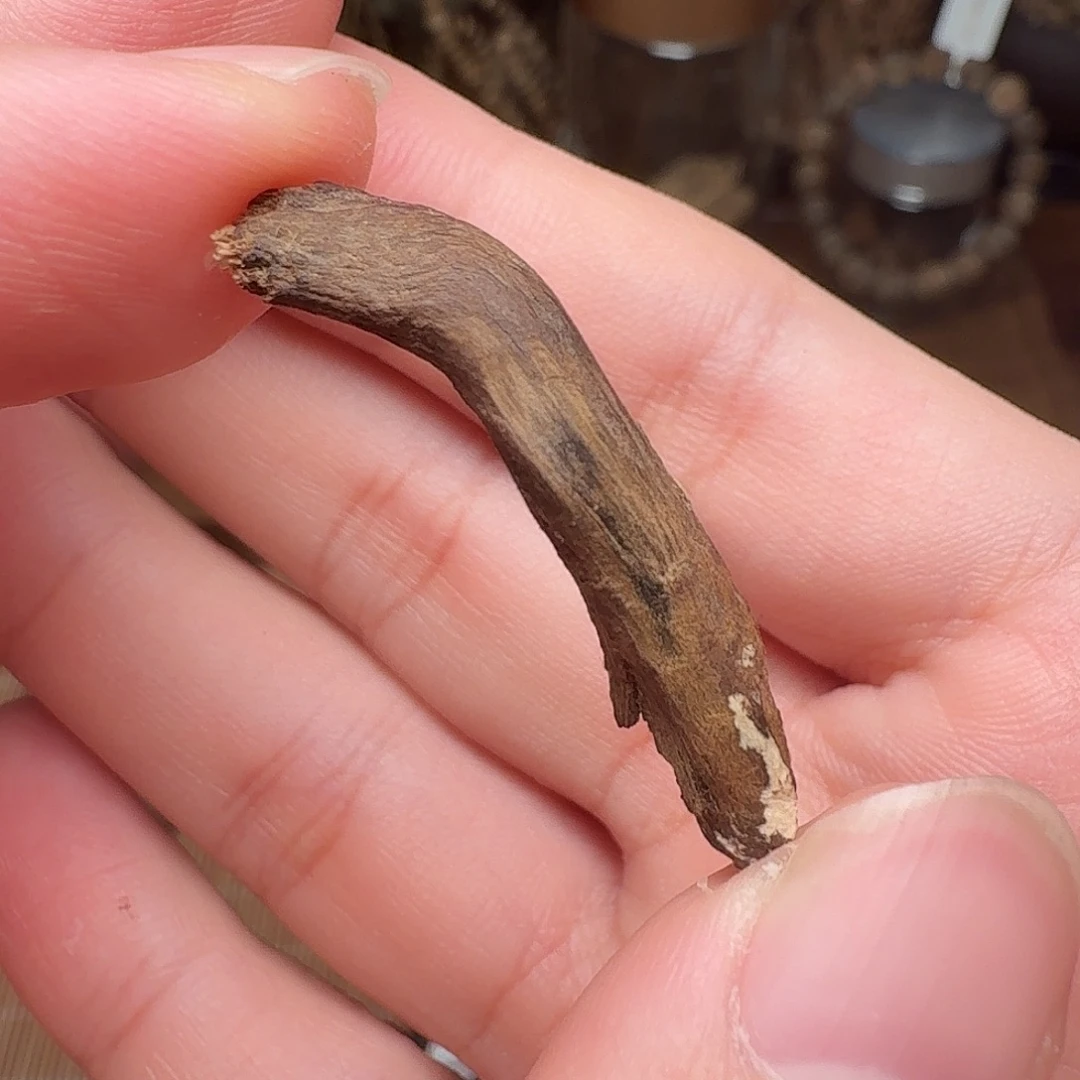 沉香芽庄都蓬根部料