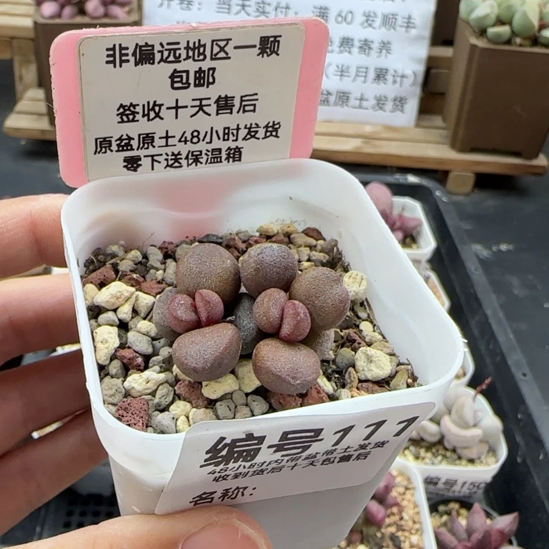 111灵石多肉植物