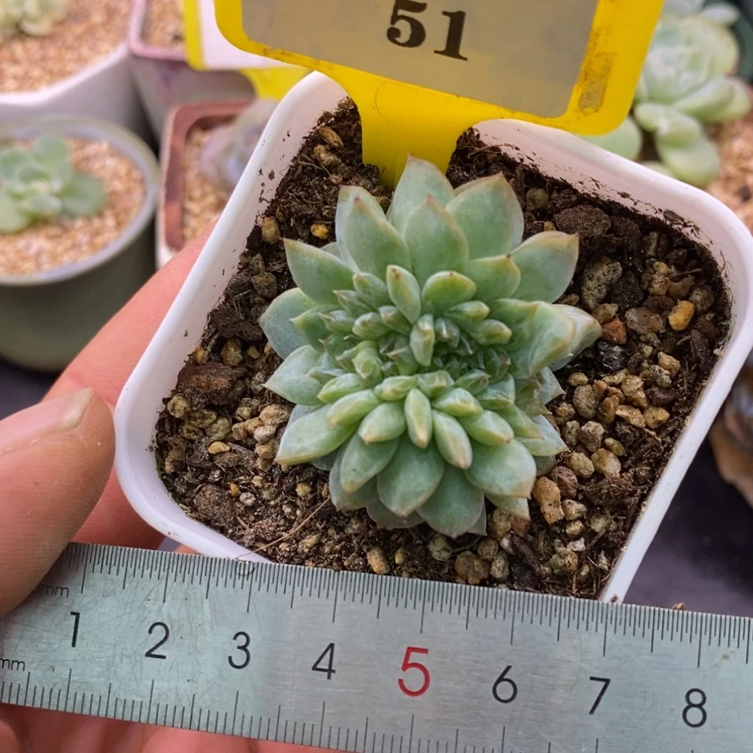 151冰魄糖心缀化……