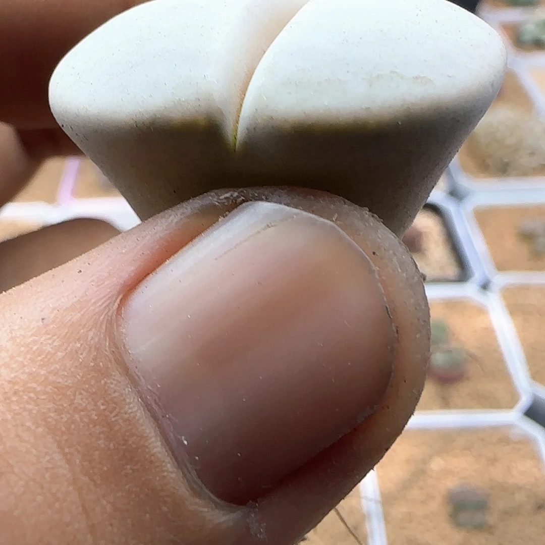 开播福利来啦43808