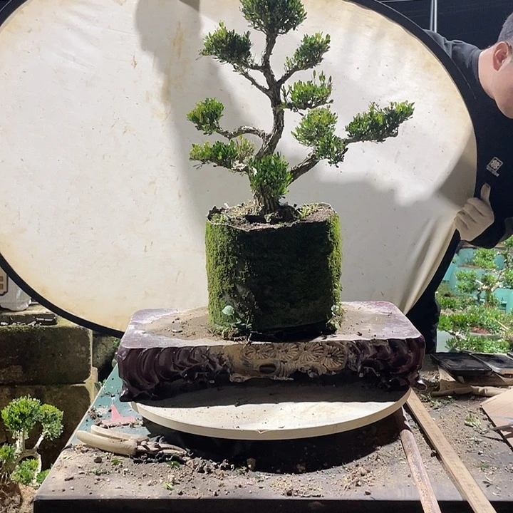 完全开放平***雷黄杨盆景小叶雀舌