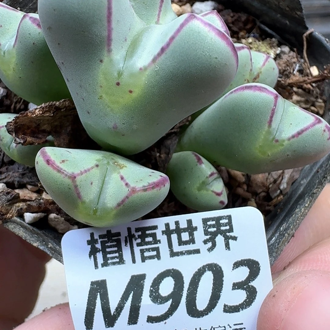 多肉植物的润泽法