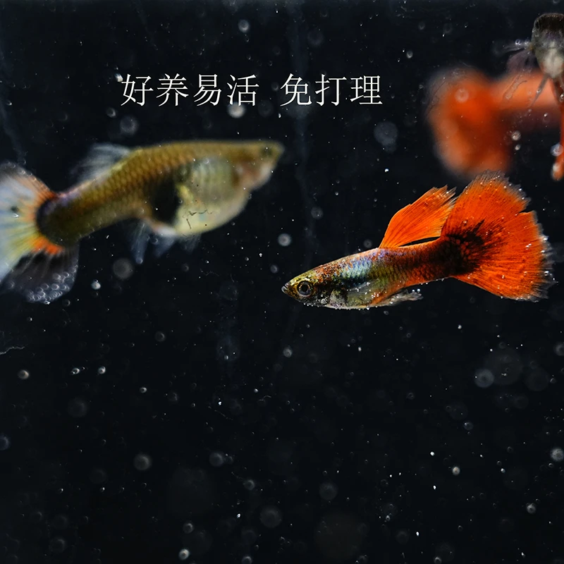 小型热带孔雀鱼精品(白金红尾种鱼)