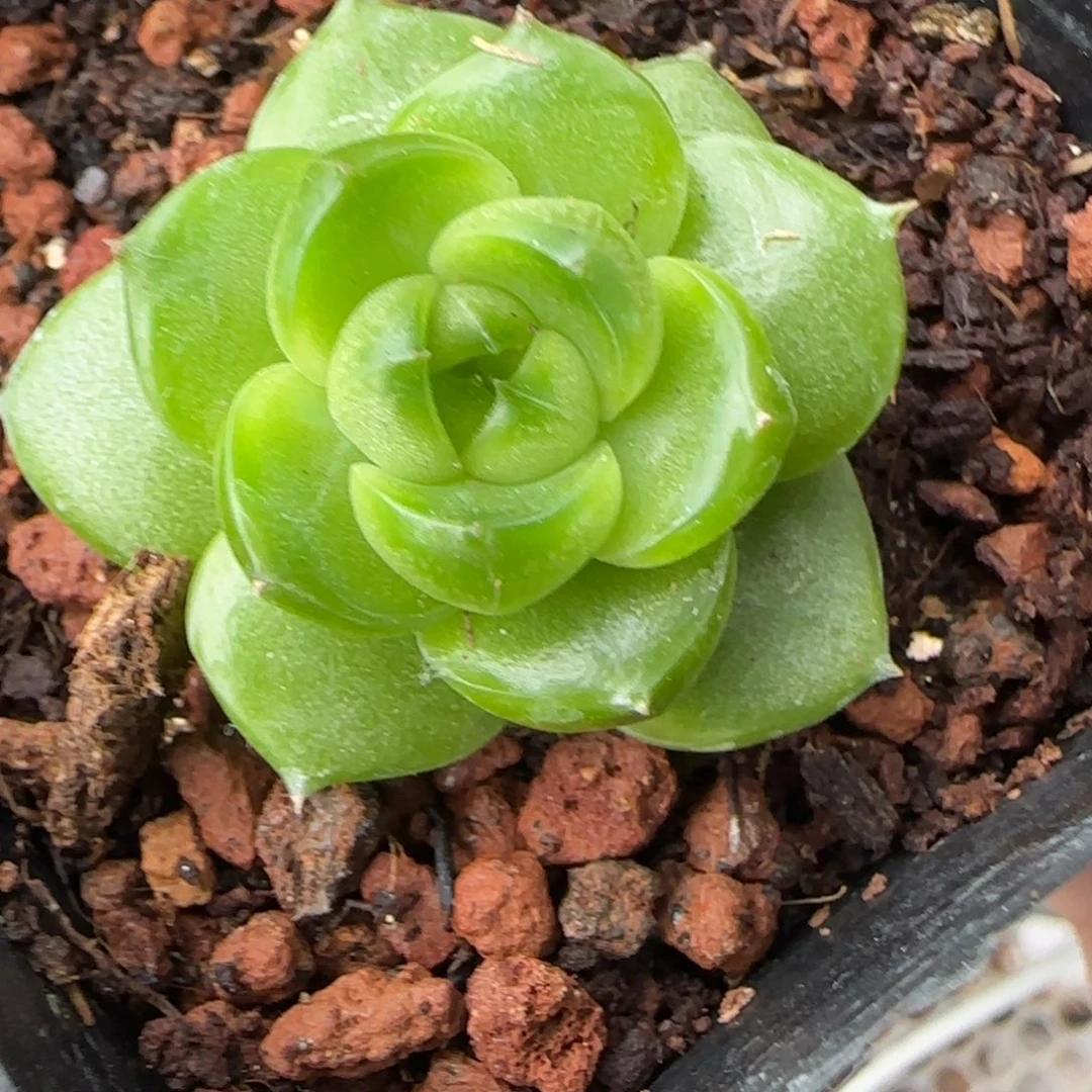 小卡拉米糖心一物一拍