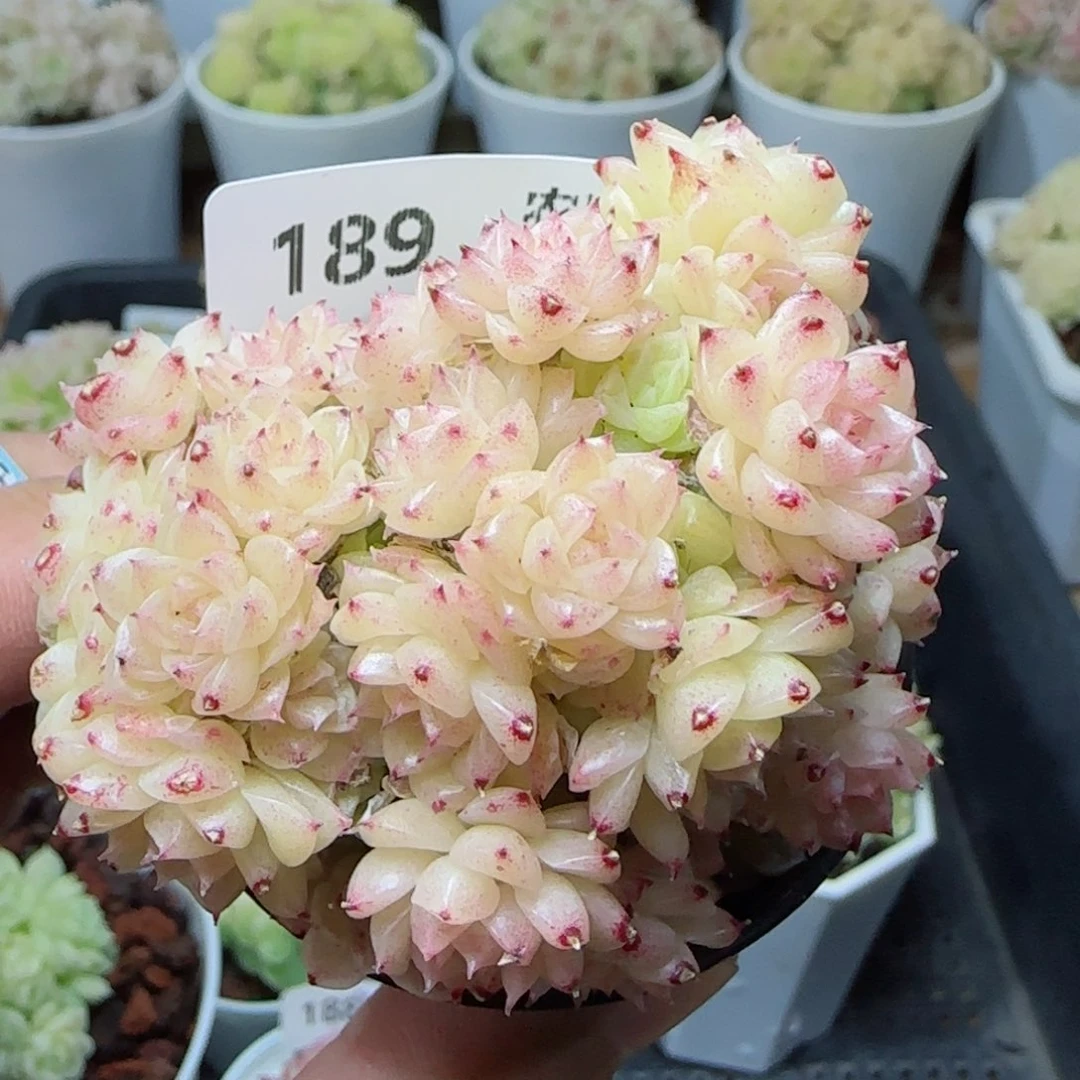 【闪购商品】0307-189麦杆