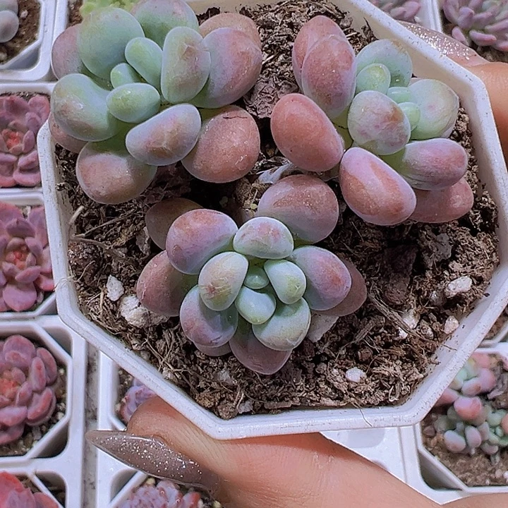 鱼子酱19包邮多肉植物